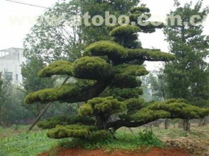 层积处理：打破种子休眠的魔法师