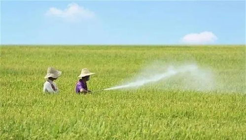 农药对作物生长的具体影响