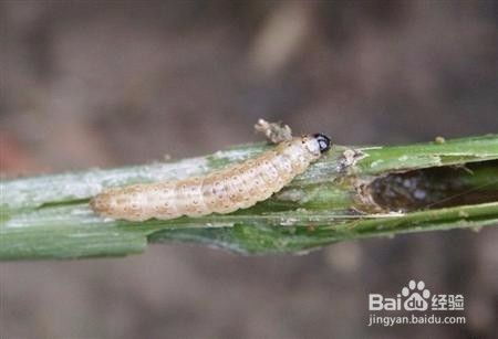 玉米抗虫秘籍：揭秘玉米钻心虫防治与危害症状