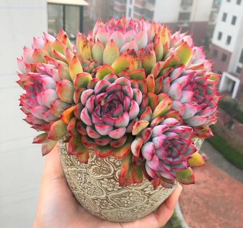 室内养多肉，温差是关键