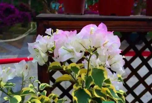 及时补充养分， 枝繁叶茂