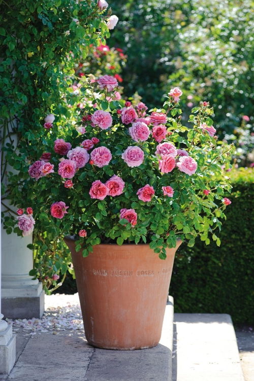 月季干花， 美丽永恒