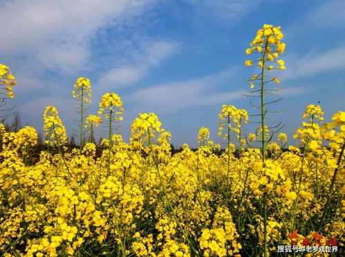 春天的油菜花田