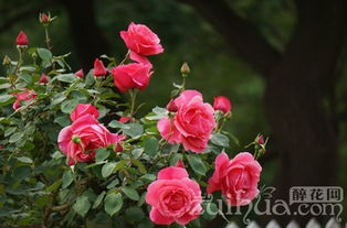 移栽后的养护小技巧