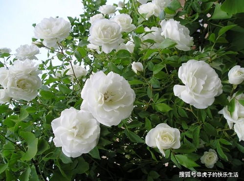 纯白月季， 家中花园的浪漫点缀