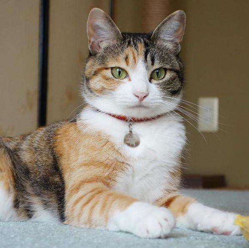 三花猫的性格与寓意