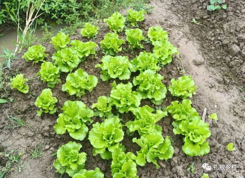 土壤，那神秘的守护者，如何选择它？