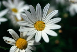 养护误区， 野花根本不需要人养