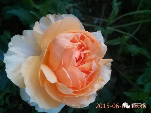 月季种植：王世光的独特心得