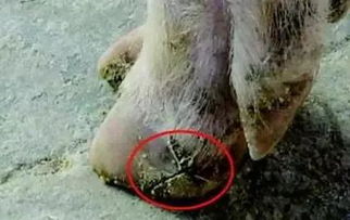 冬季干燥易致猪裂蹄，加强饲养管理防裂蹄病