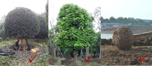 三、 具体地点的风格