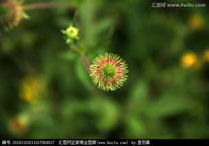 高原黄花品种如何区分那个？提供图鉴可减少60%误判率吗？