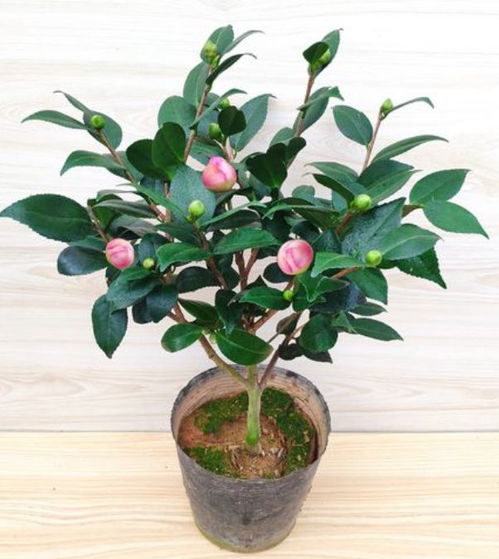 茶花种植：营养土与黄土之争