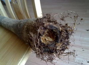 第四步：晾干伤口