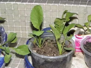 钱兜树的品种大揭秘