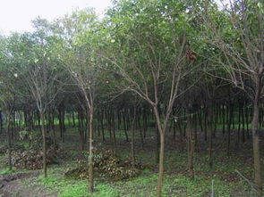 大叶女贞的作用大， 小区里种一棵美美哒