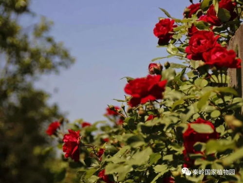 炎炎夏日 南阳月季绽放经典之美