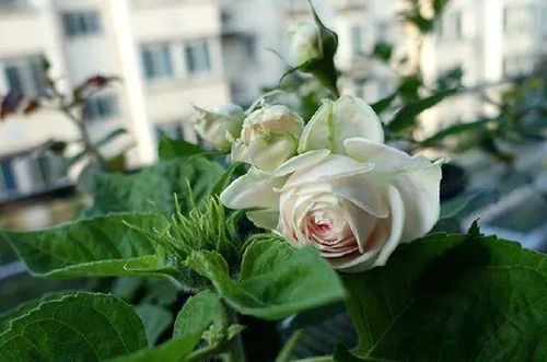 补充肥水， 保持土壤湿润