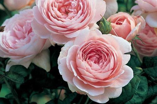 月季花的色与品种