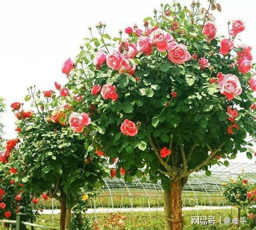月季树的多彩奇迹