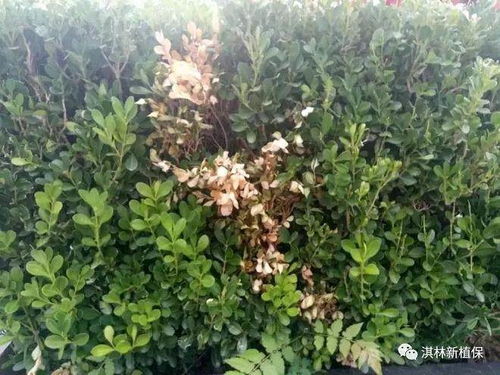 “如何有效预防与治疗米兰炭疽病，关键因素有哪些