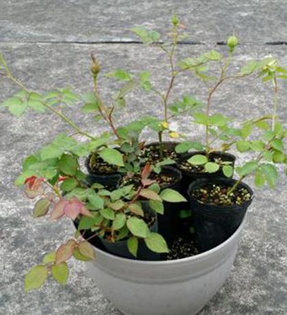 月季小苗生长缓慢，别急，有方法！