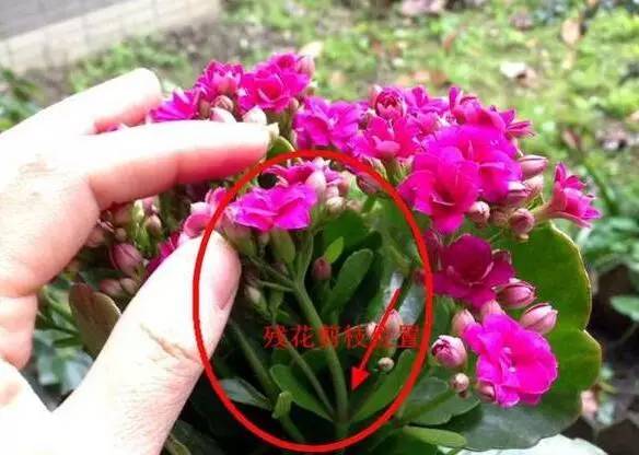 长寿花换盆拆分：先修剪根系