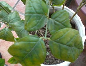 珊瑚果叶子发黄的原因探究