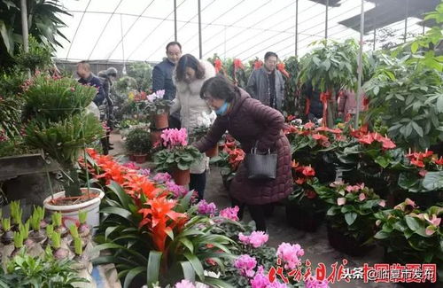 曹庄花卉市场的热闹场景