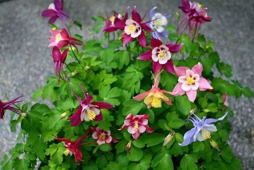 耧斗菜是耐寒好养的花卉