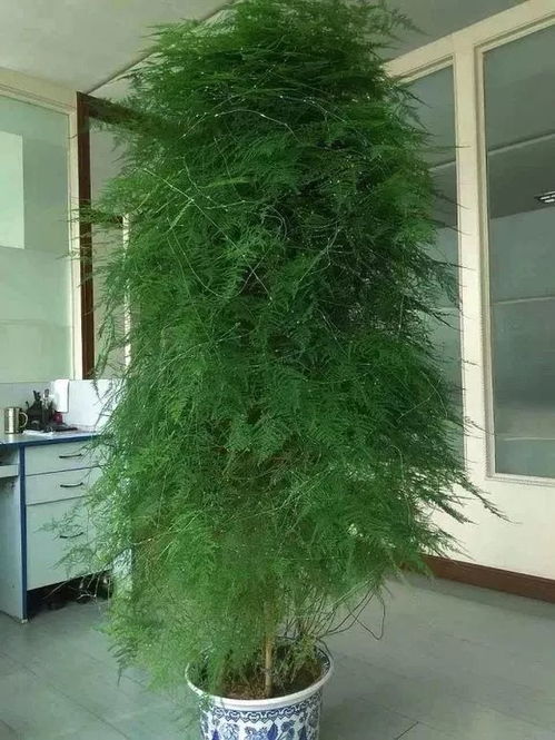 唯美文竹图片，如何拍出氛围感