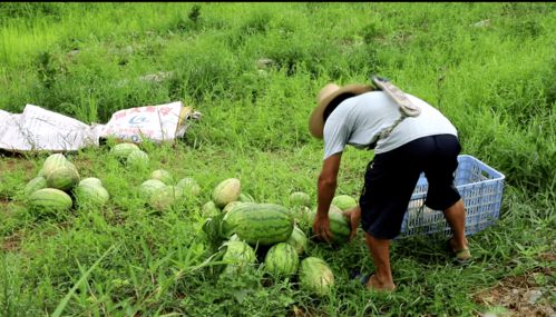 车前草滞销，怎么办？