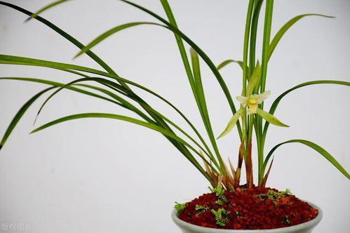 百菌清， 杀菌消毒两不误