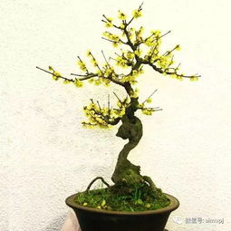 养护要细心，修剪别大意