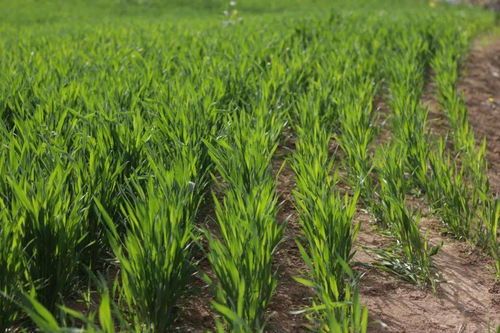 多年生草种， 冬去春来的希望