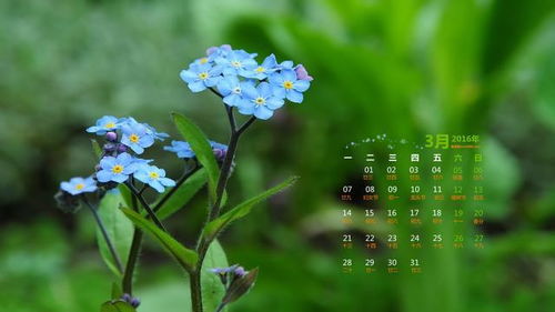 勿忘我高清美图来袭！这些花海