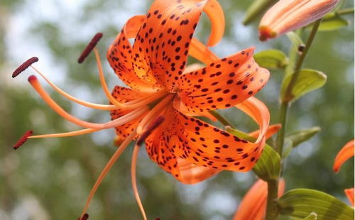 海南常见花卉大盘点