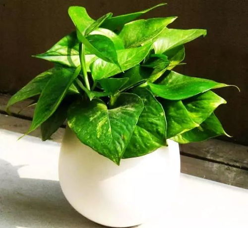 结香花在家里养需要注意哪些事项？