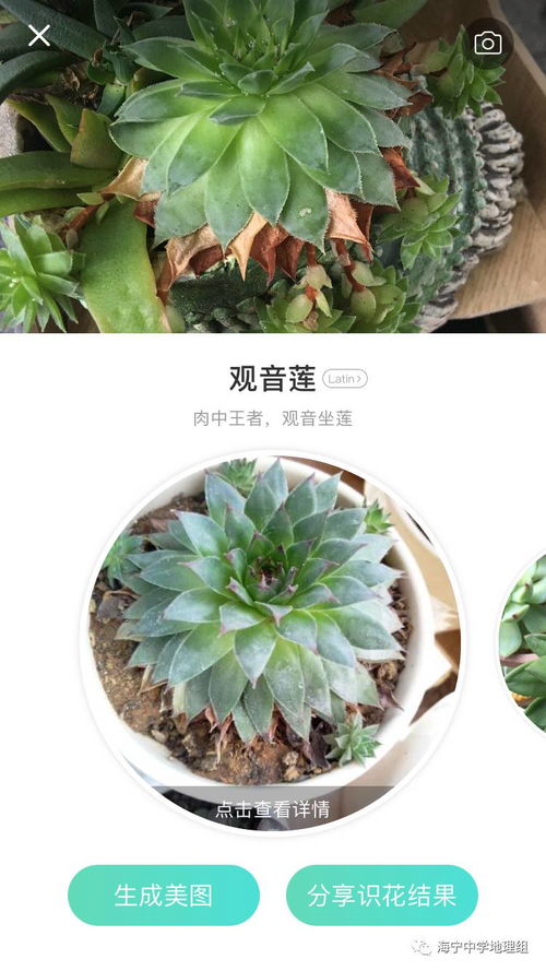 识花辨价格：植物爱好者的必备利器