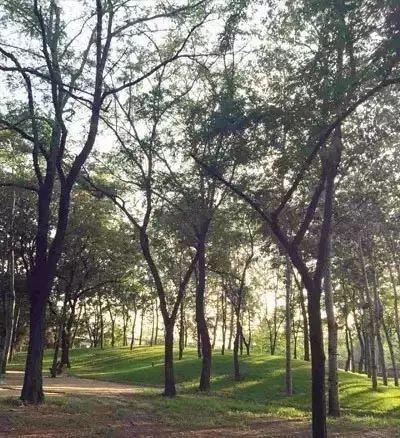 云片式：层次分明， 结构严谨