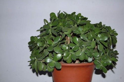 玉树肥料的选择：滋养之源