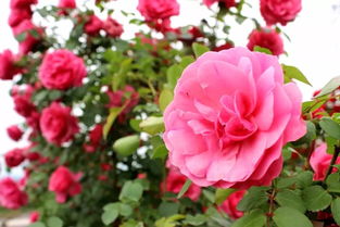 生态旅游，休闲健身