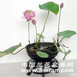 观赏碗莲怎么种植？如何让莲花在碗中绽放