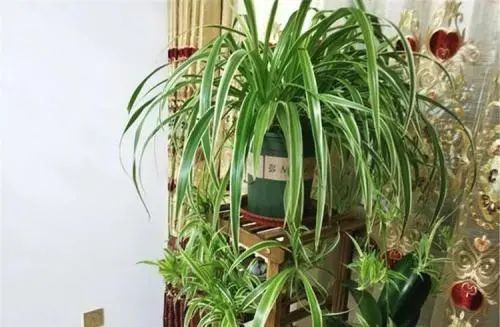 吊兰怎么养得又大又旺？秘诀是……
