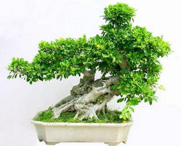 九里香盆栽如何浇水？园艺老手揭秘浇水技巧