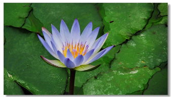 紫色睡莲的花语和寓意