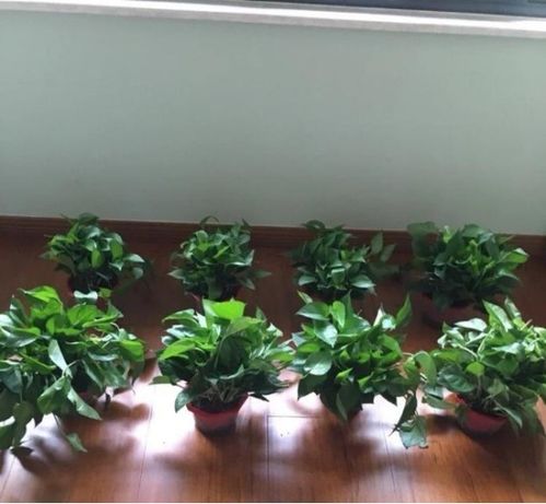 树派环保， 专业除甲醛