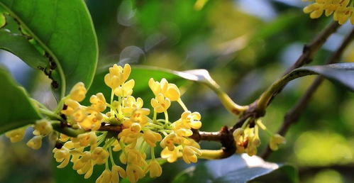 桂花树：那些花儿，那些香