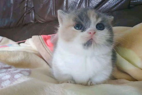 猫咪用阿维菌素透皮溶液的风险提醒