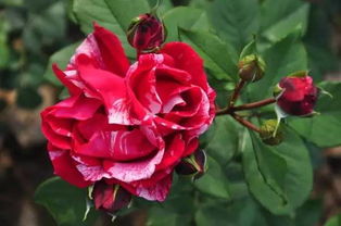 病因， 原来是真菌在作怪